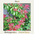 Pieris — Pieris 'Forest Flame'