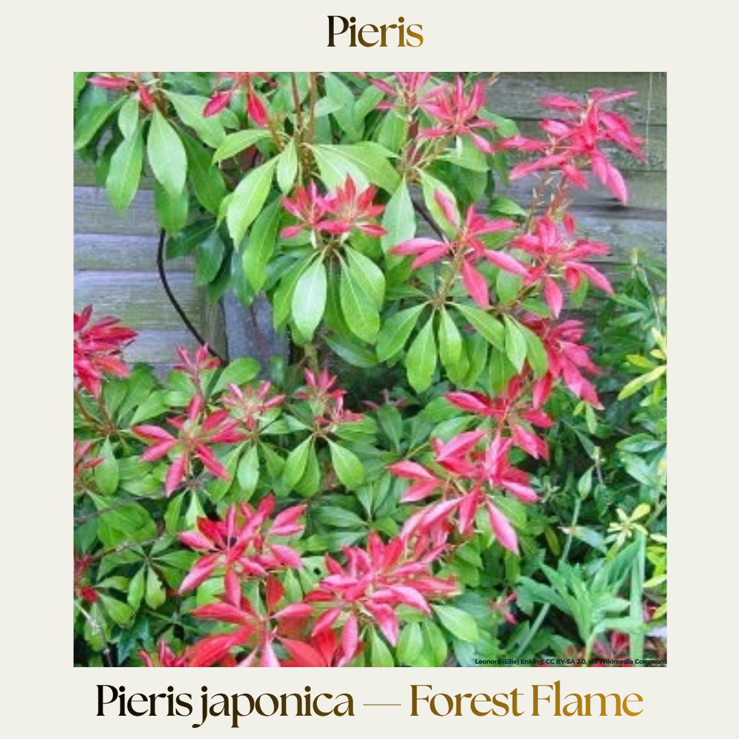 Pieris — Pieris 'Forest Flame'