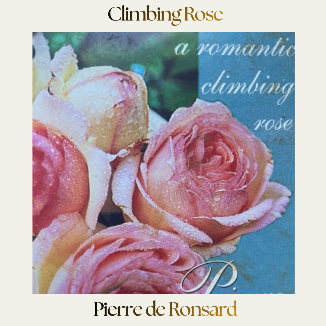 Climbing Rose — Pierre De Ronsard