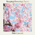 Ornamental Cherry — Pink Cascade