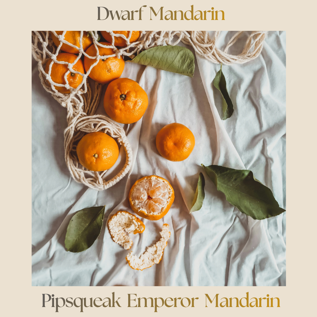 Citrus — Dwarf Emperor Mandarin