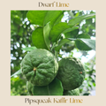 Citrus — Dwarf Kaffir Lime