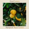 Citrus — Dwarf Meyer Lemon