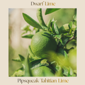 Citrus — Dwarf Tahiti Lime