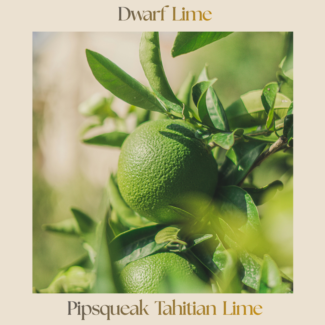 Citrus — Dwarf Tahiti Lime