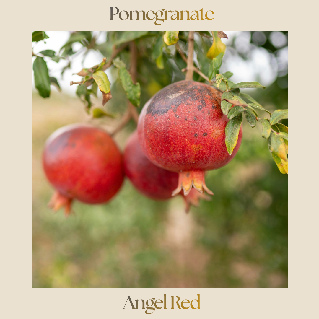 Citrus — Pomegranate 'Angel Red'
