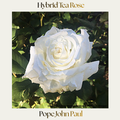 Hybrid Tea — Pope John Paul II