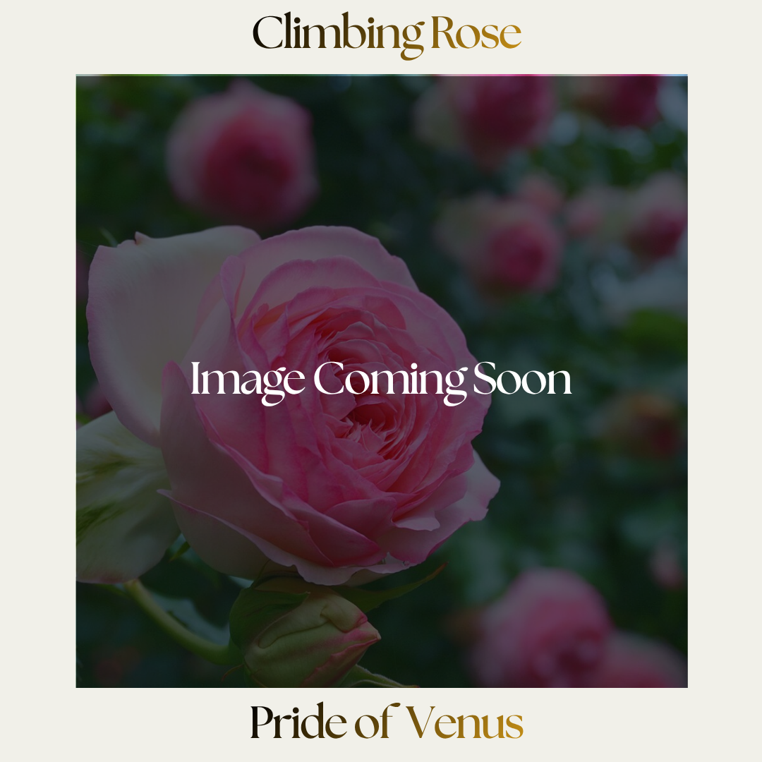Climbing Rose — Pride Of Venus