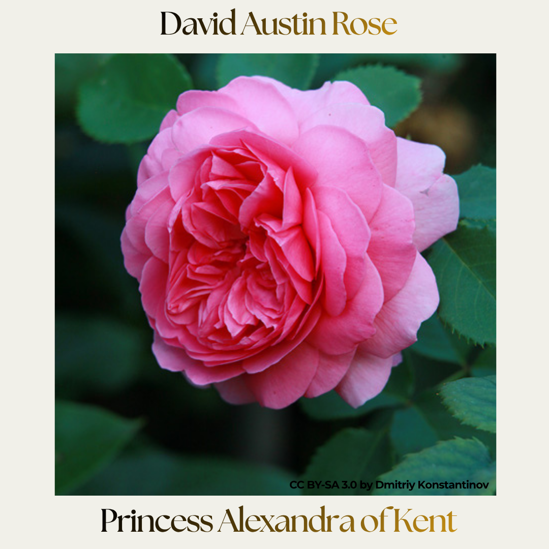 David Austin — Princess Alexandra of Kent