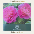 David Austin — Princess Anne