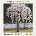 Ornamental Cherry — Prunus subhirtella Alba