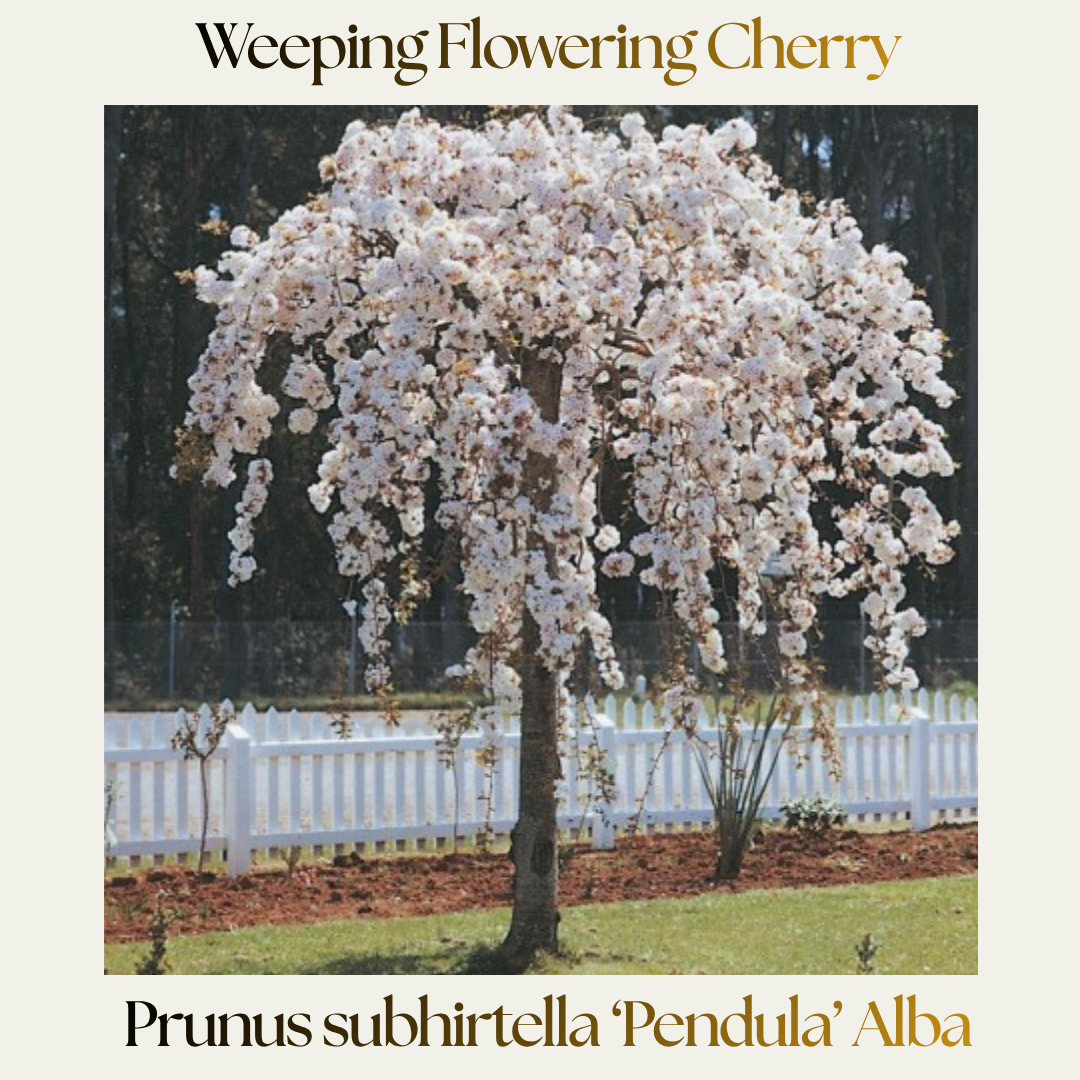 Ornamental Cherry — Prunus subhirtella Alba