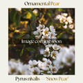 Ornamental Pear — Pyrus nivalis 'Snow Pear'