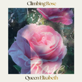 Climbing Rose — Queen Elizabeth