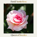 David Austin — Queen Of Sweden