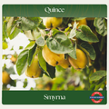 Quince — Smyrna