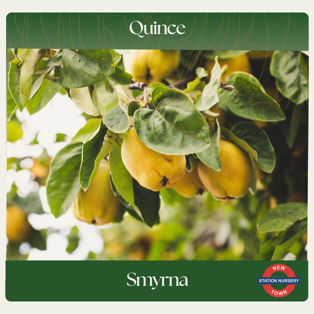 Quince — Smyrna