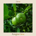 Citrus — Rangpur Lime