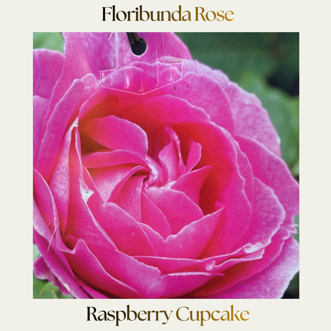 Floribunda — Raspberry Cupcake