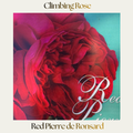 Climbing Rose — Red Pierre De Ronsard