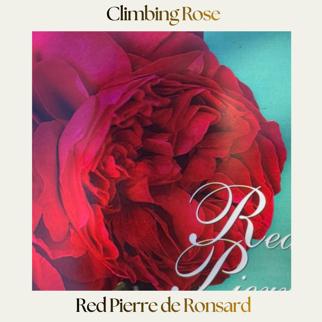 Climbing Rose — Red Pierre De Ronsard