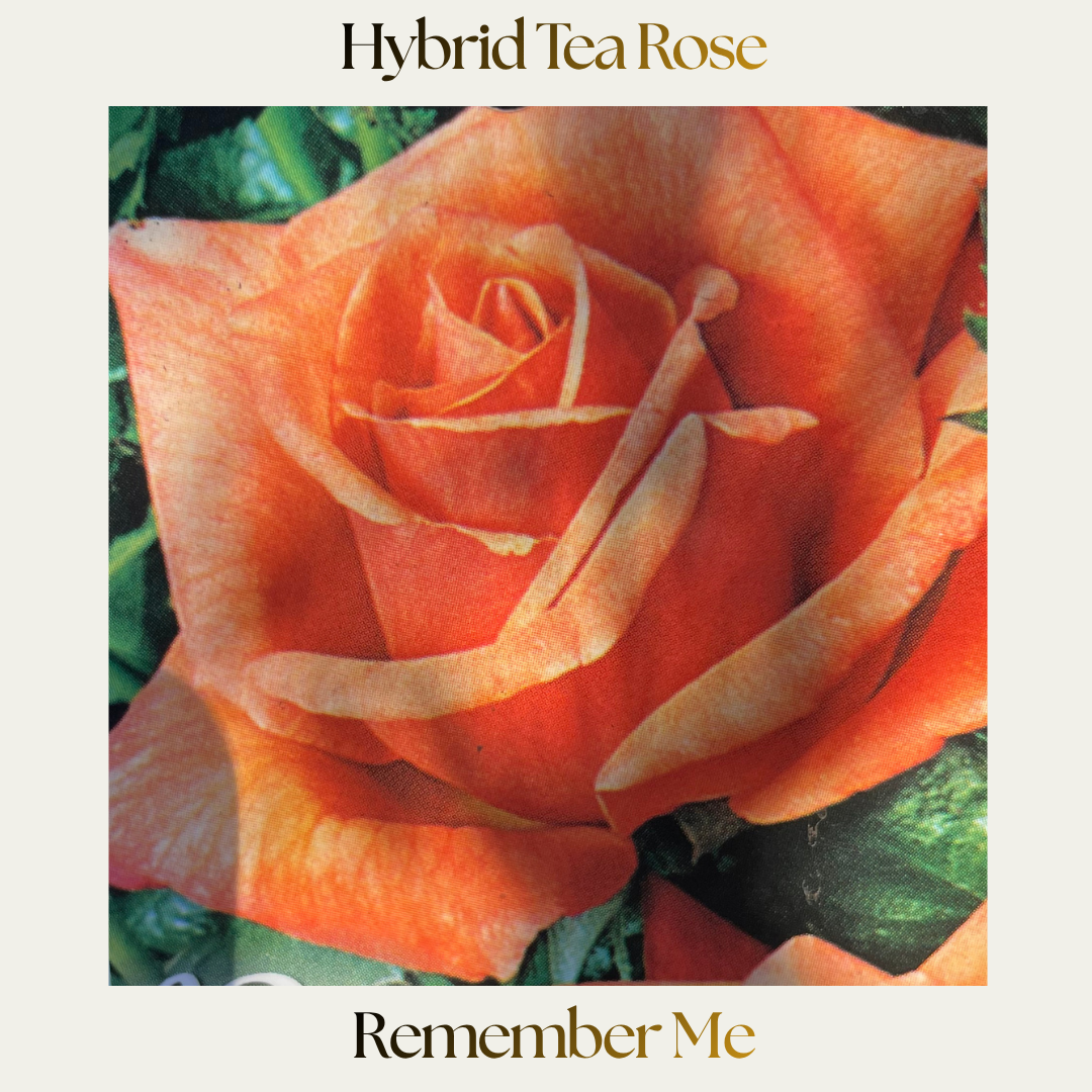 Hybrid Tea — Remember Me