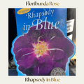 Floribunda — Rhapsody In Blue