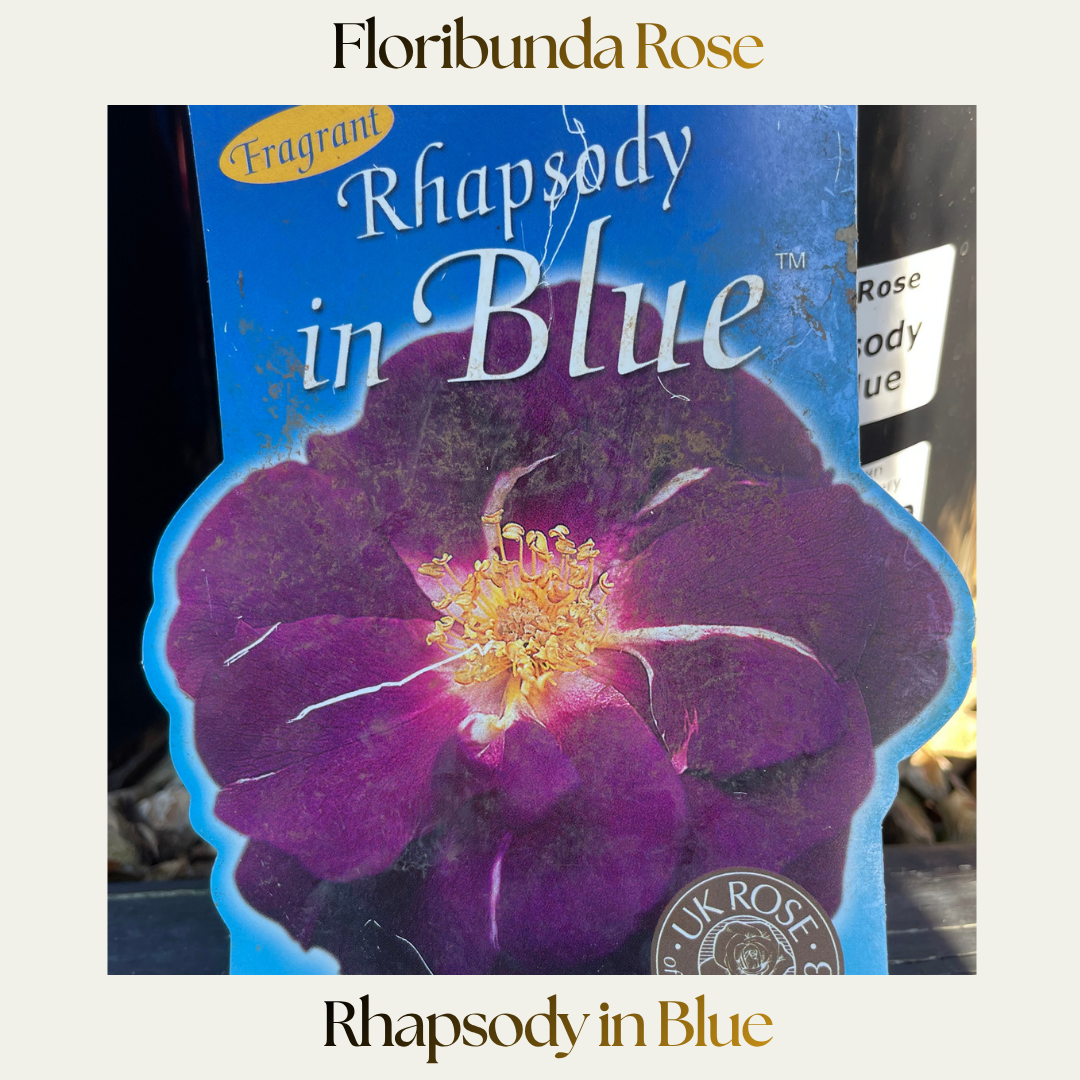 Floribunda — Rhapsody In Blue