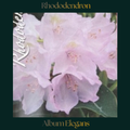 Rhododendron — Album Elegans