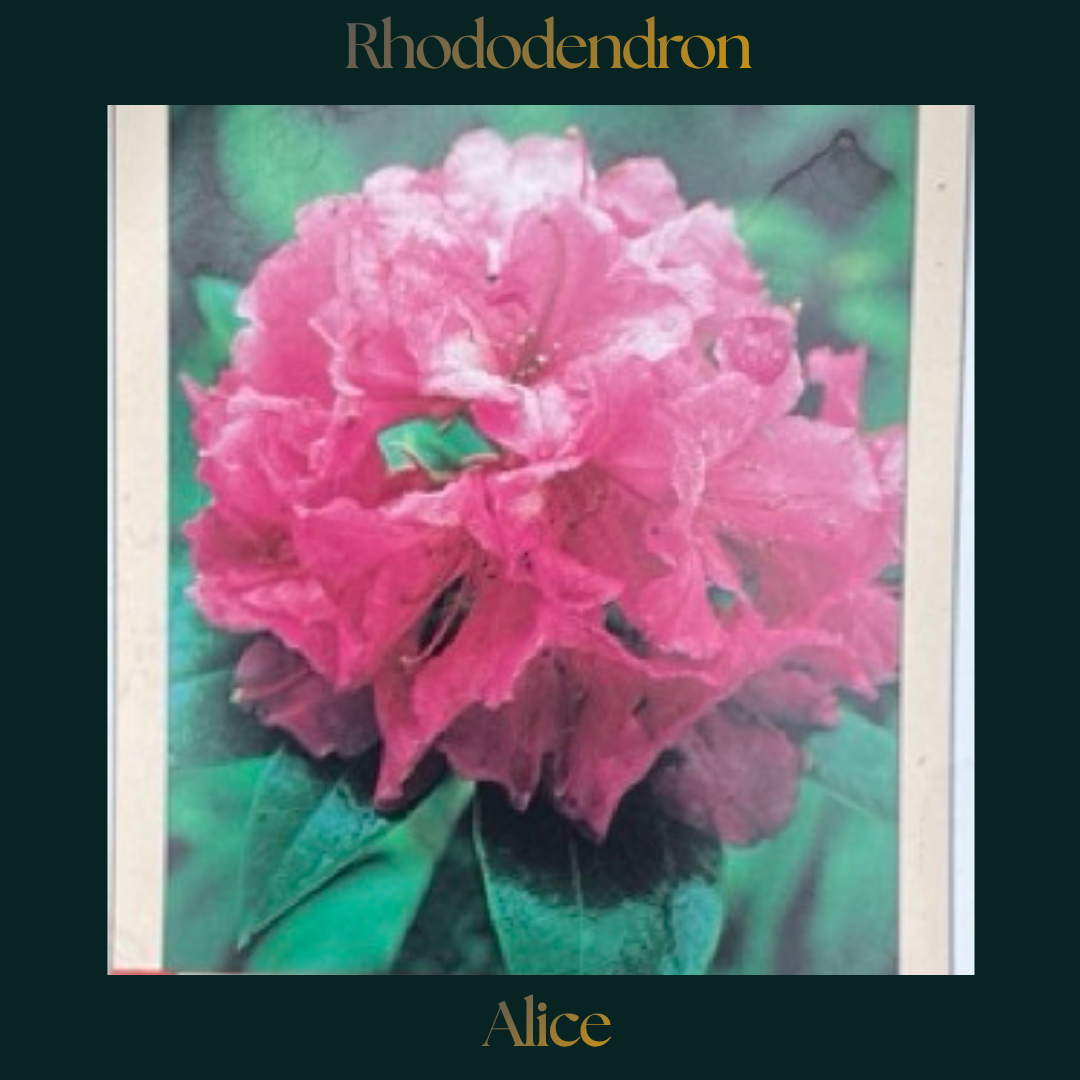 Rhododendron — Alice
