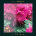 Rhododendron — Anah Kruschke