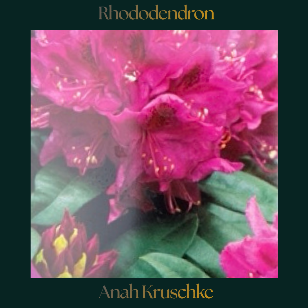 Rhododendron — Anah Kruschke