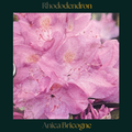 Rhododendron — Anica Bricogne