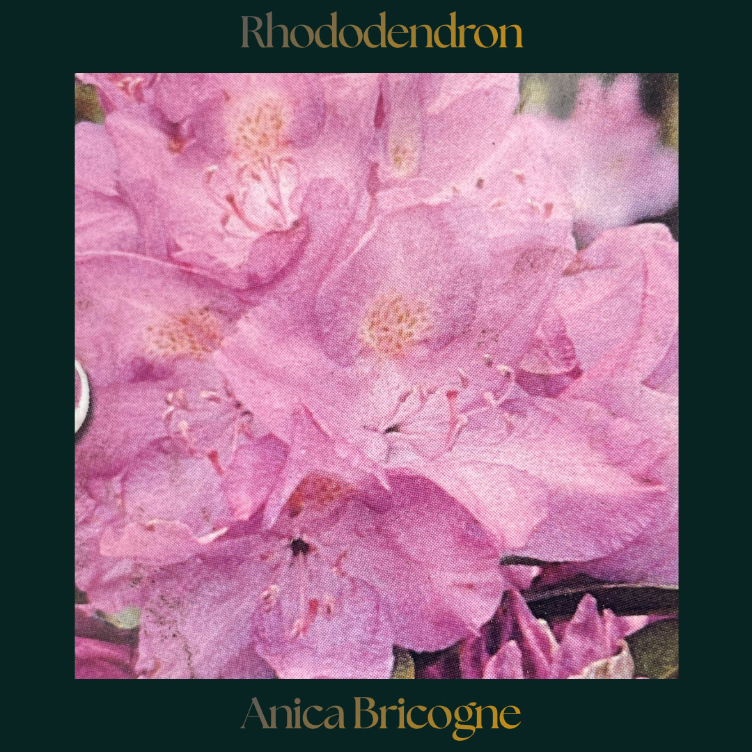 Rhododendron — Anica Bricogne