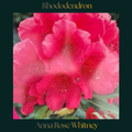 Rhododendron — Anna Rose Whitney