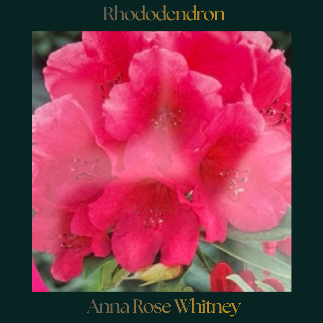 Rhododendron — Anna Rose Whitney