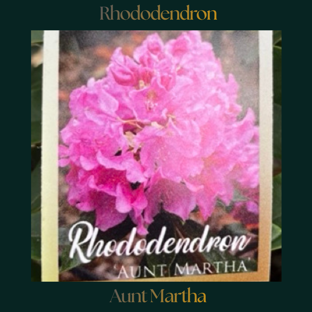 Rhododendron — Aunt Martha