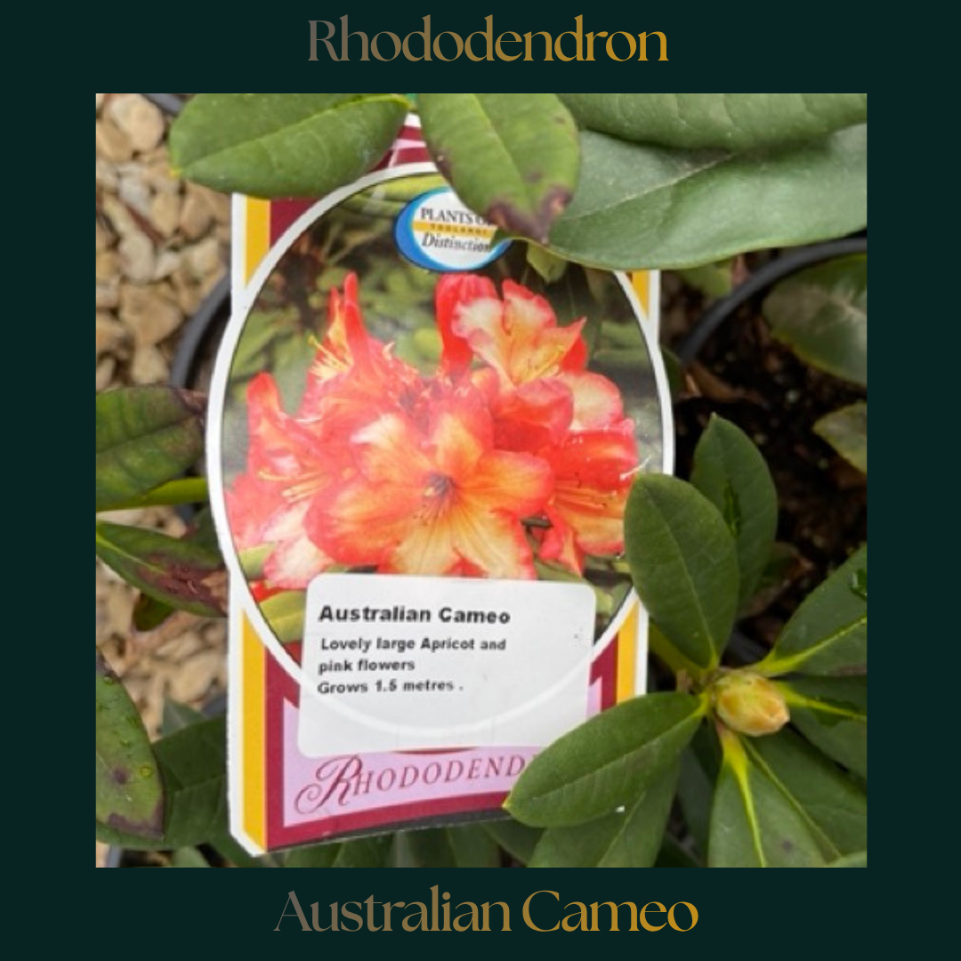 Rhododendron — Australian Cameo