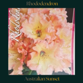 Rhododendron — Australian Sunset