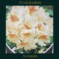 Rhododendron — Bernstein