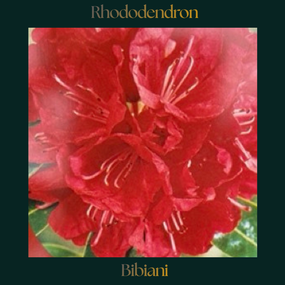 Rhododendron — Bibiani