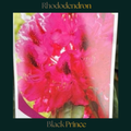 Rhododendron — Black Prince