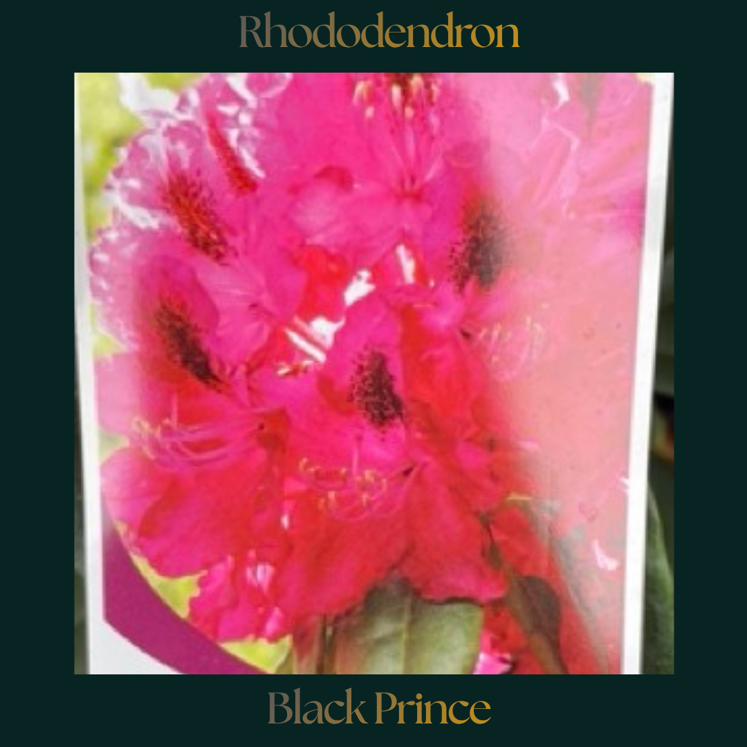 Rhododendron — Black Prince