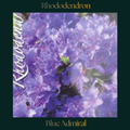 Rhododendron — Blue Admiral