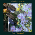 Rhododendron — Blue Diamond