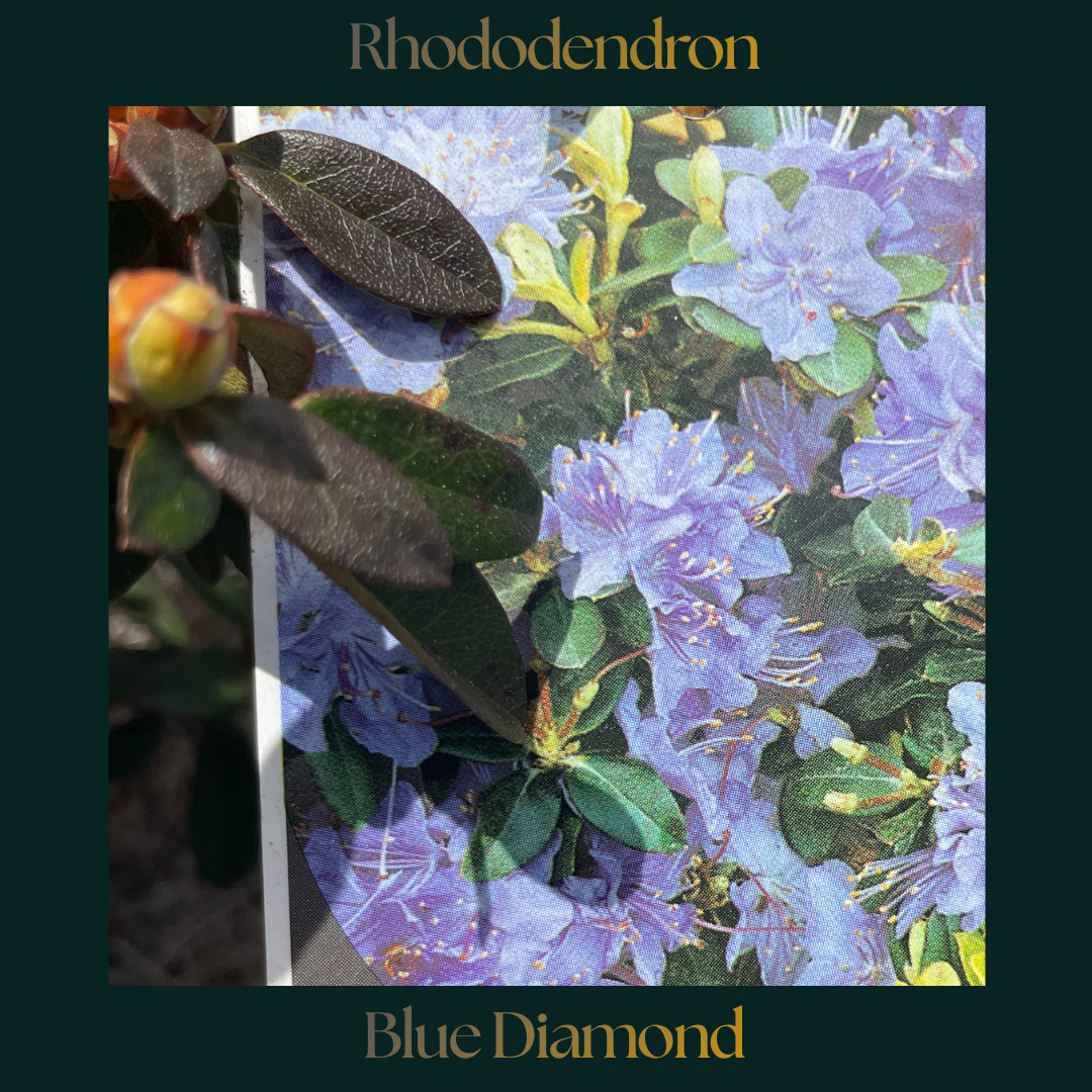 Rhododendron — Blue Diamond