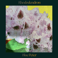 Rhododendron — Blue Peter