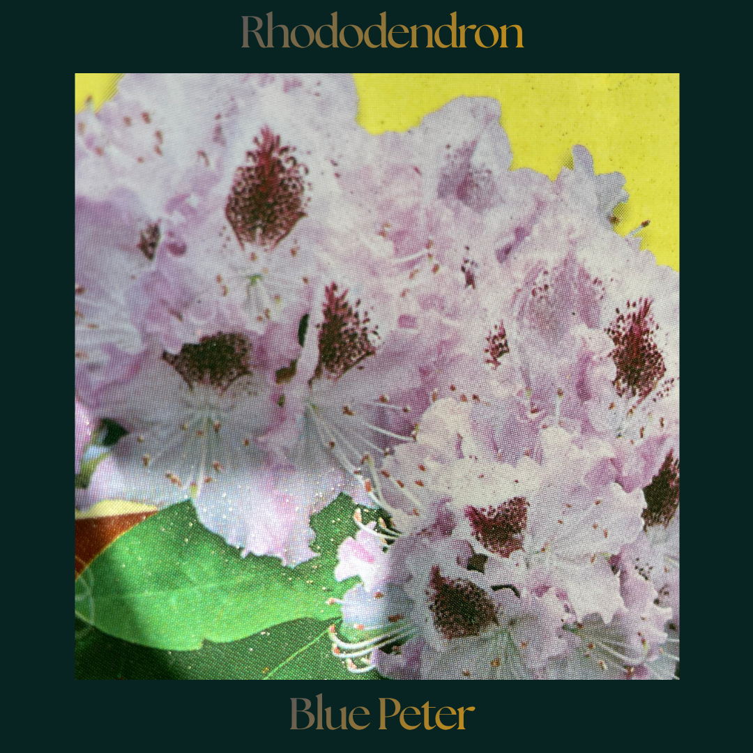 Rhododendron — Blue Peter