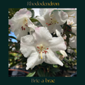 Rhododendron — Bric-a-brac