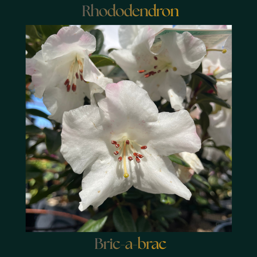 Rhododendron — Bric-a-brac